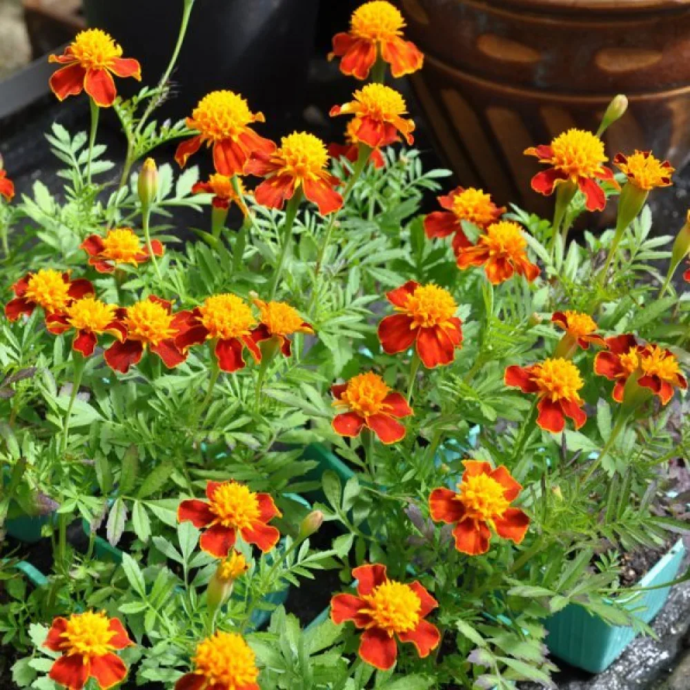 Fransk tagetes 'Orange Flame'