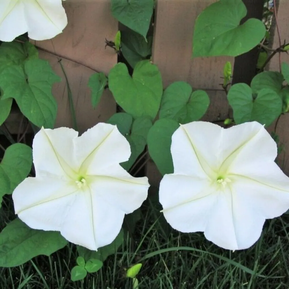 Blomman för dagen Ipomoea noctiflora – vit