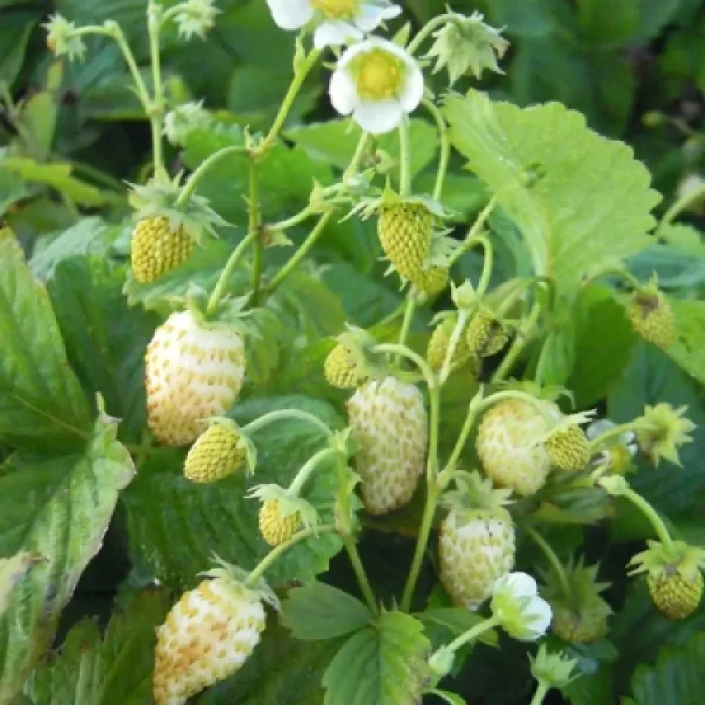 Smultron 'Yellow Wonder'