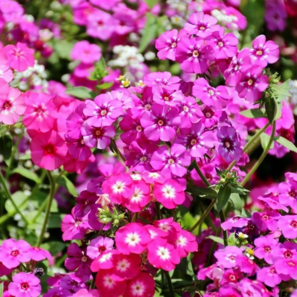 Sommarflox 'Cecily', pastellblandning