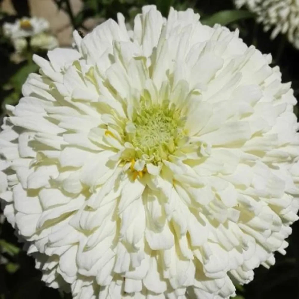 Zinnia 'Lilliput White Gem'