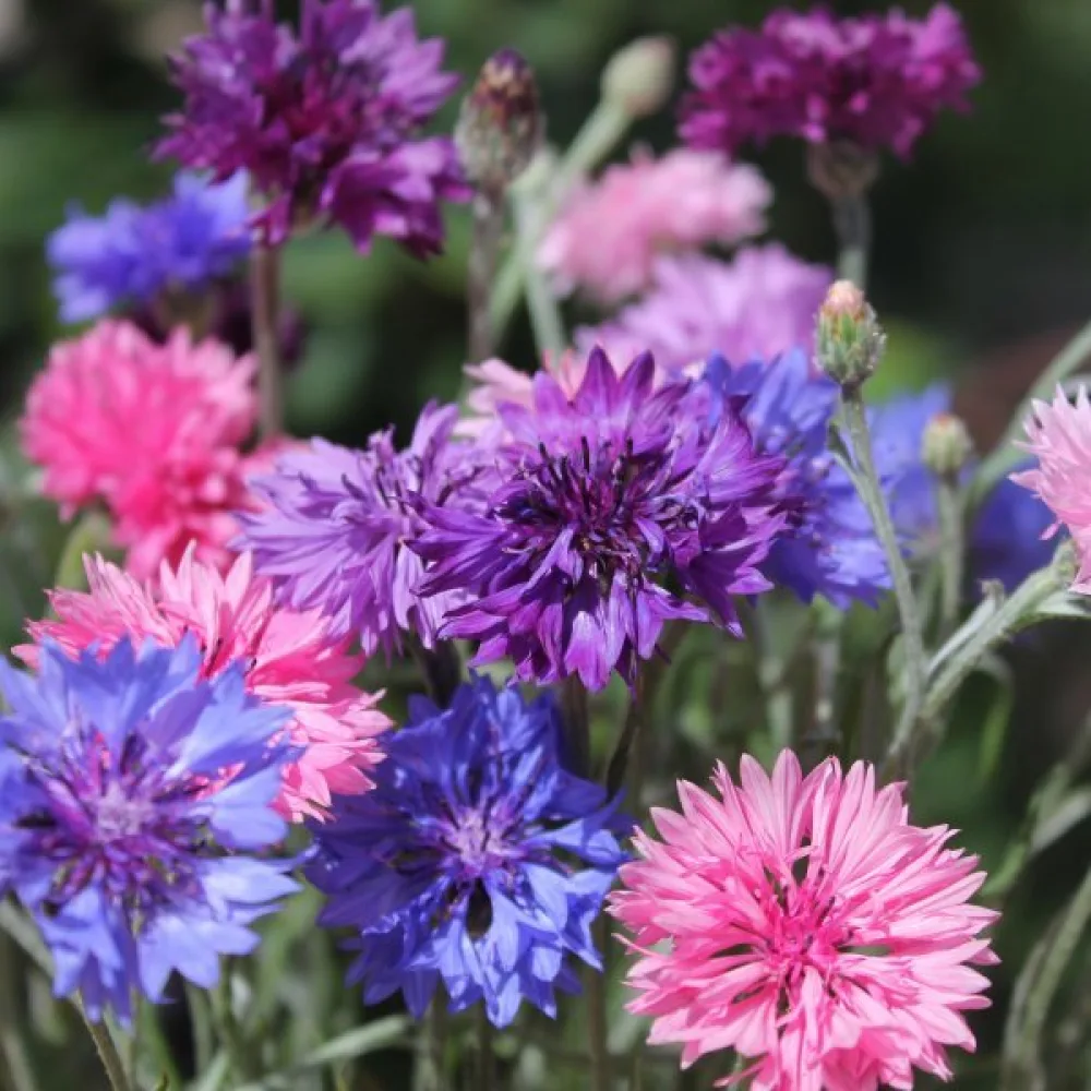 Blåklint Centaurea cyanus, låg, mix
