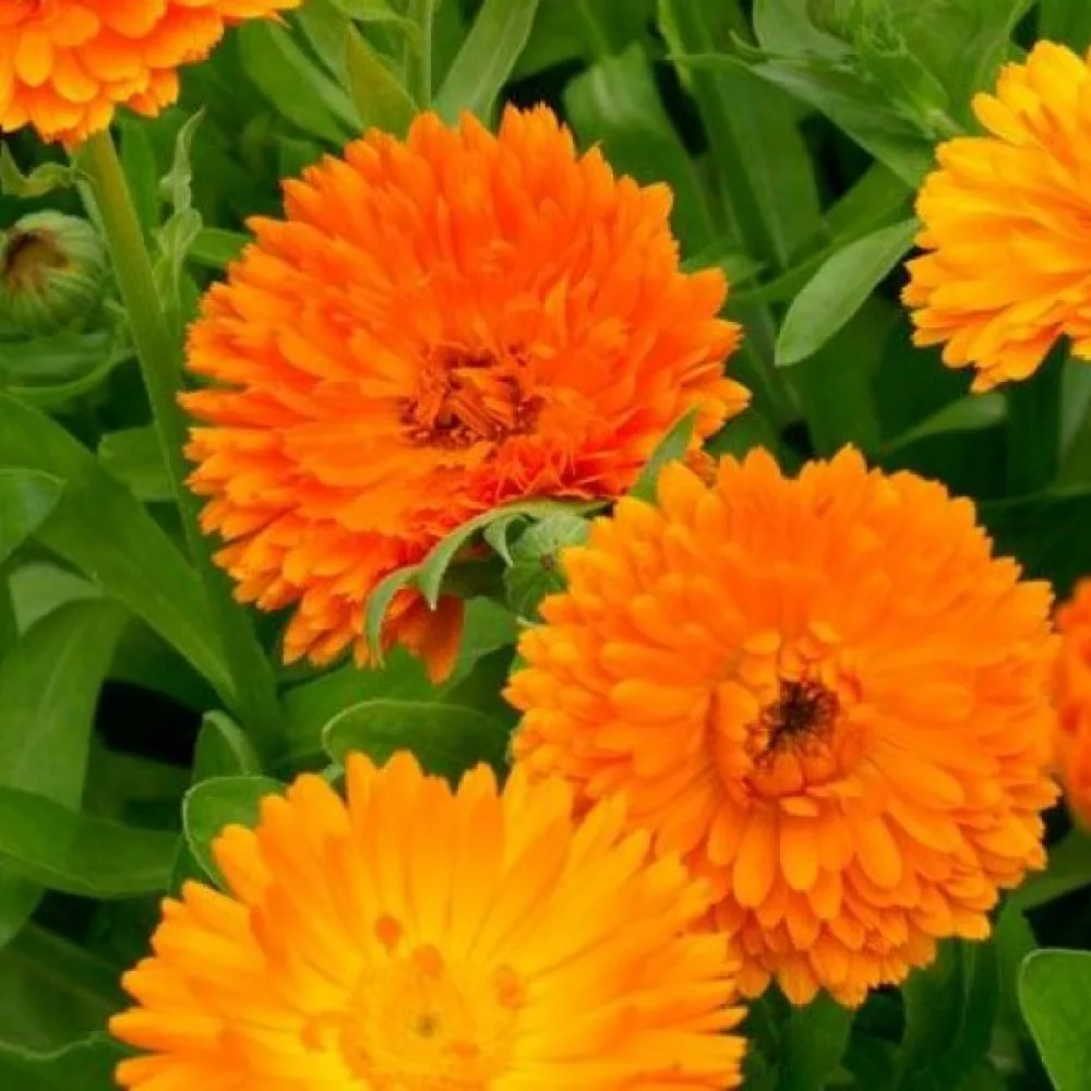 Ringblomma Calendula officinalis, fylld orange
