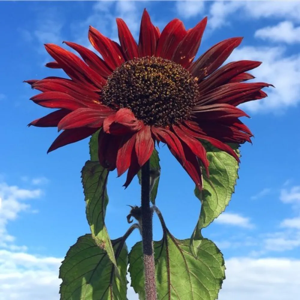 Solros 'Red Sun'