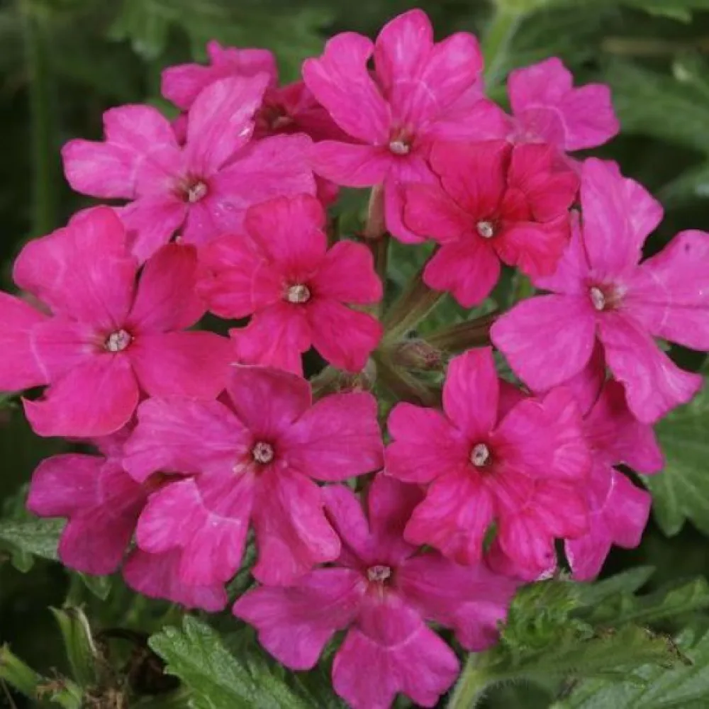 Verbena, rosa