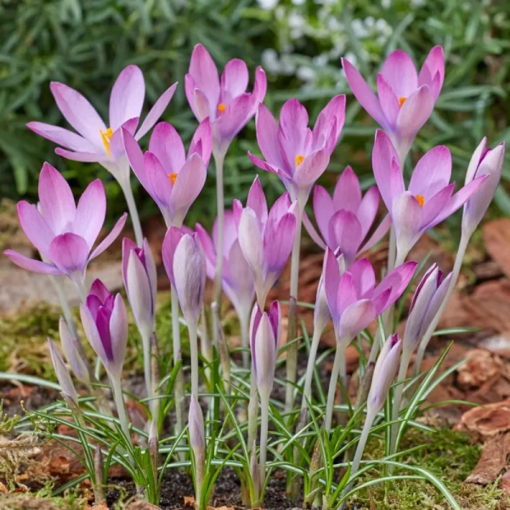Krokus 'Roseus'