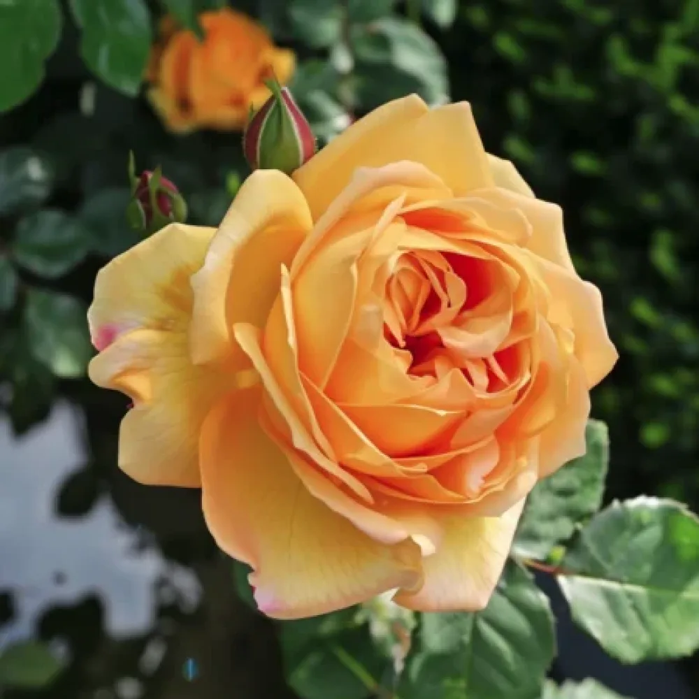 Ros 'Golden Elixir'