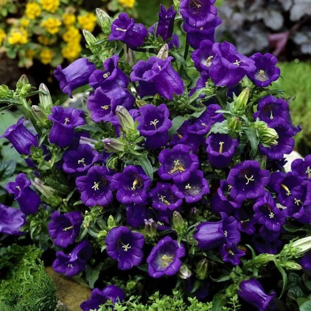 Mariaklocka Campanula medium, mörkblå