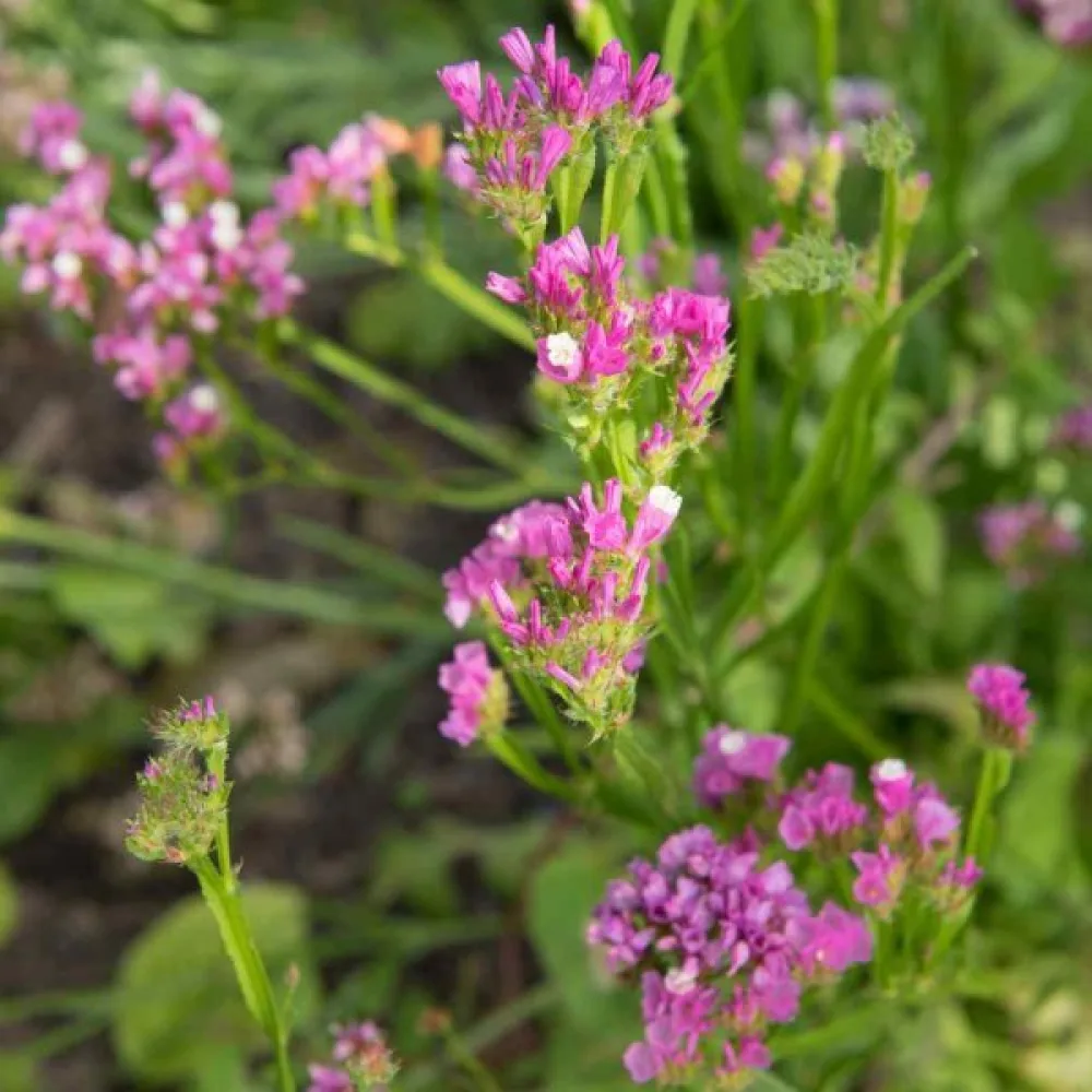Praktrisp Limonium sinuatum – karminrosa