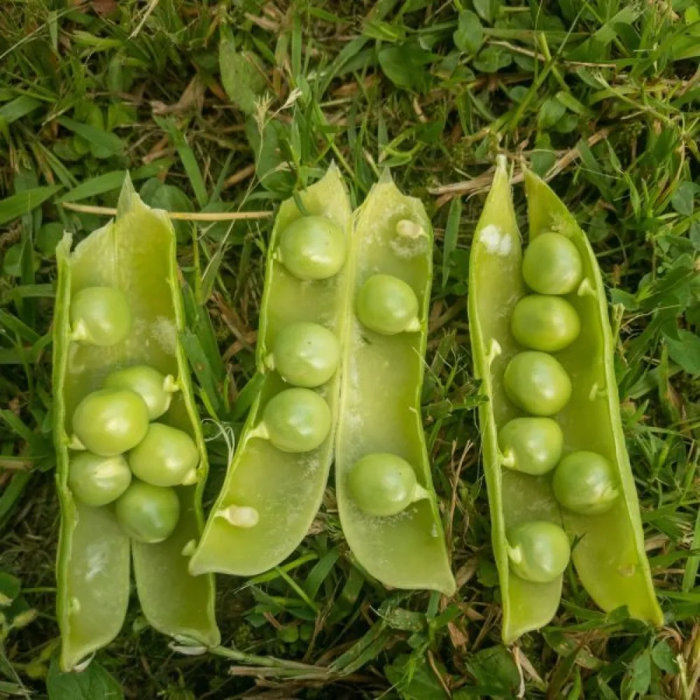 Spritärt 'Allerfrüheste Mai'