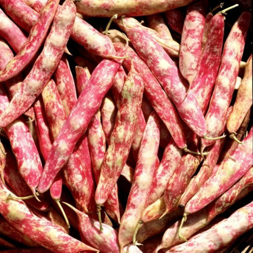 Torkböna 'Coco nain rose d'Eyragues'