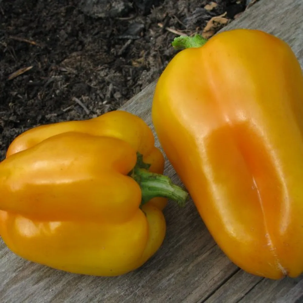 Paprika 'Yellow California Wonder'