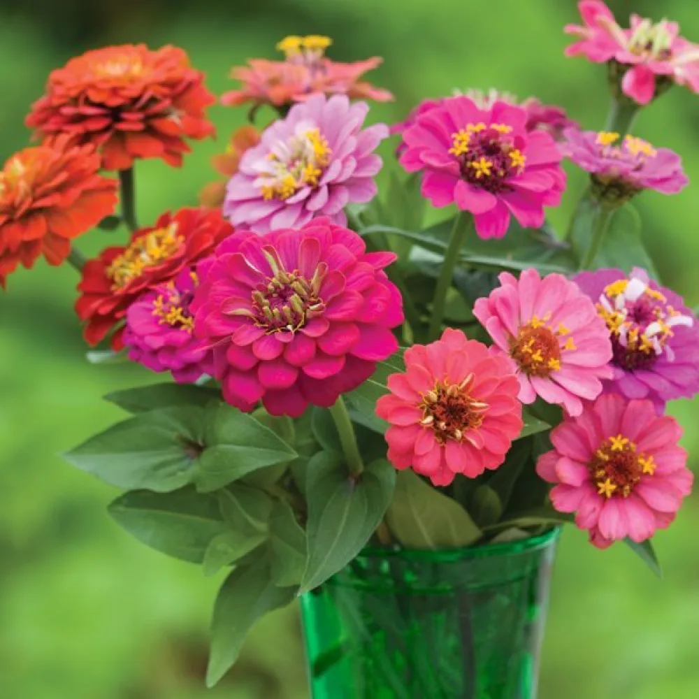 Zinnia 'Sprite' (blandning)
