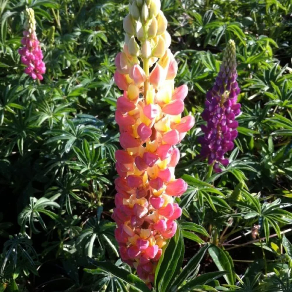 Lupin 'Minarette' – mix