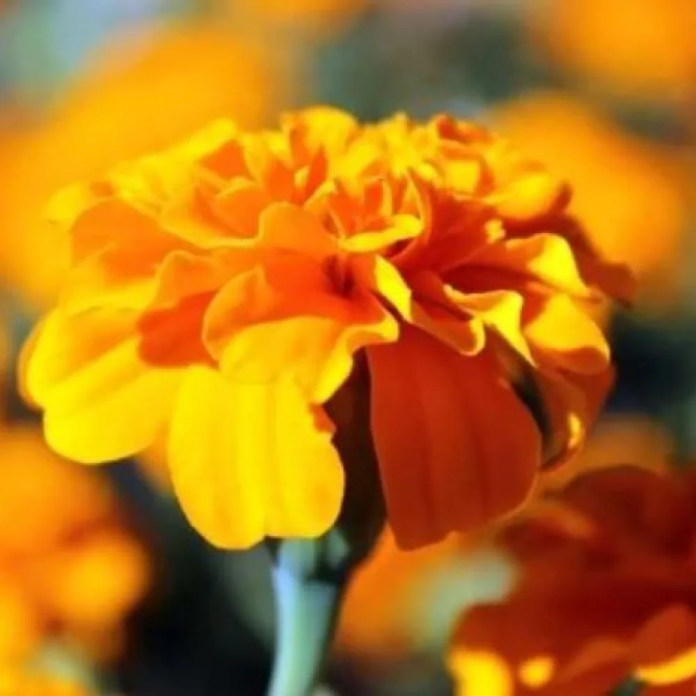 Fransk tagetes 'Valencia'
