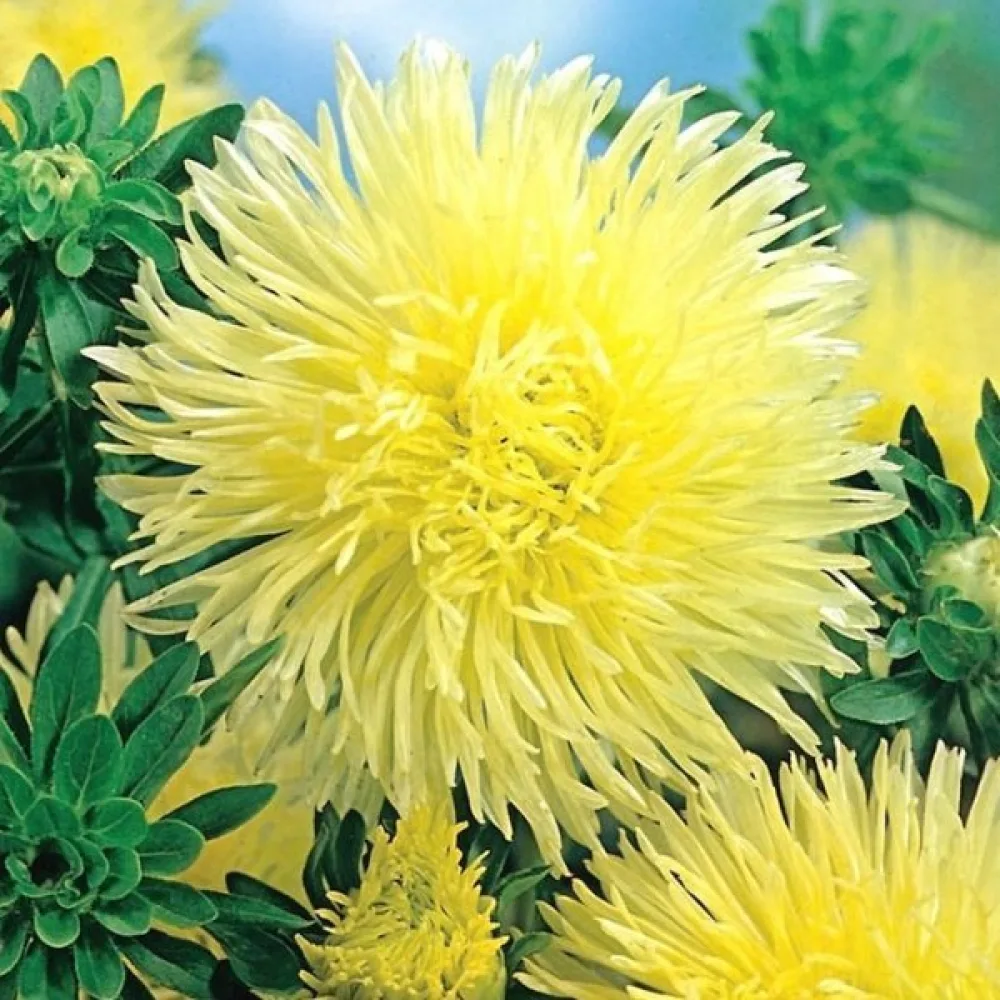 Strålaster 'Elektra'