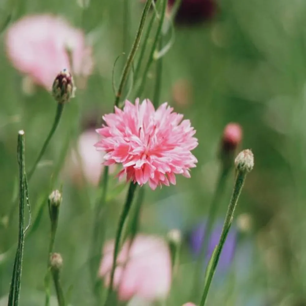 Blåklint 'Pink Ball', rosa