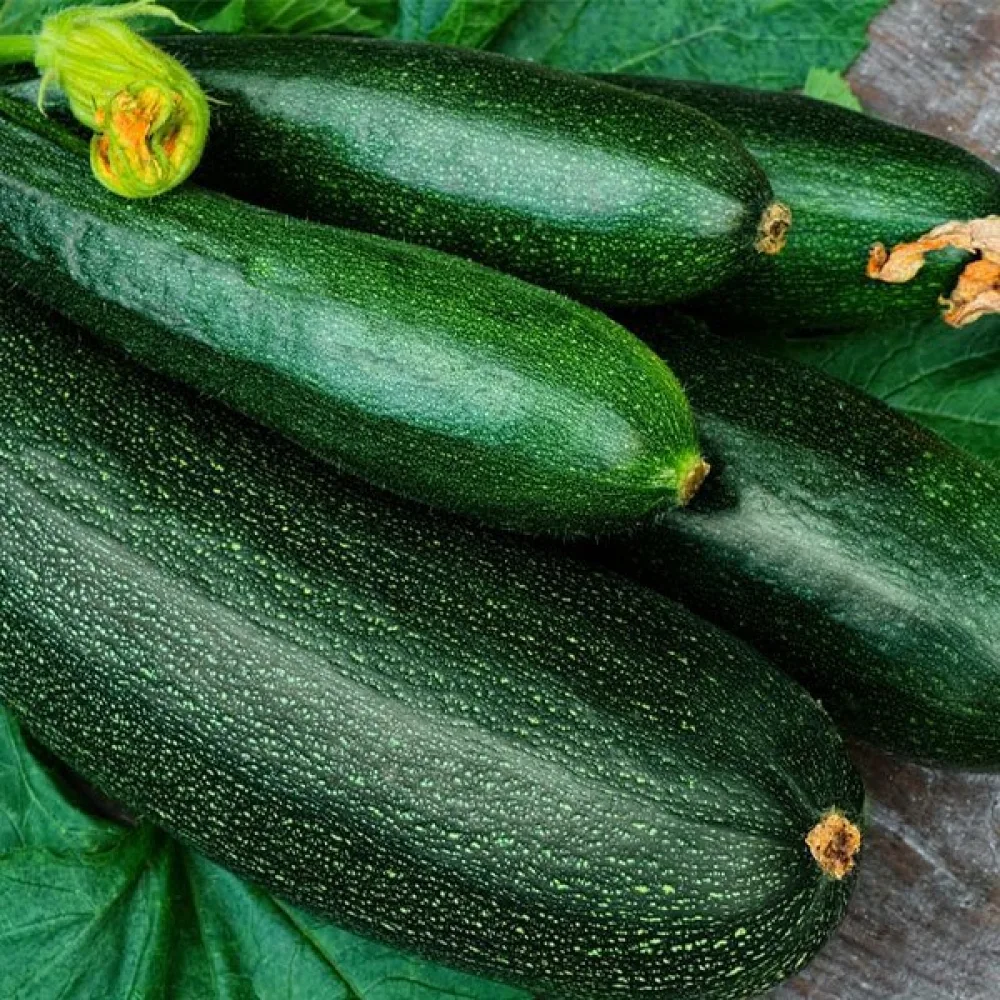 Zucchini 'Soraya'