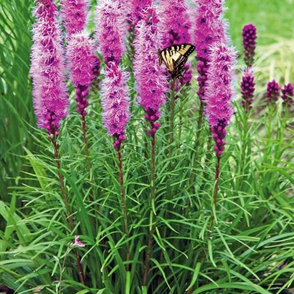 Rosenstav Liatris spicata – rosalila