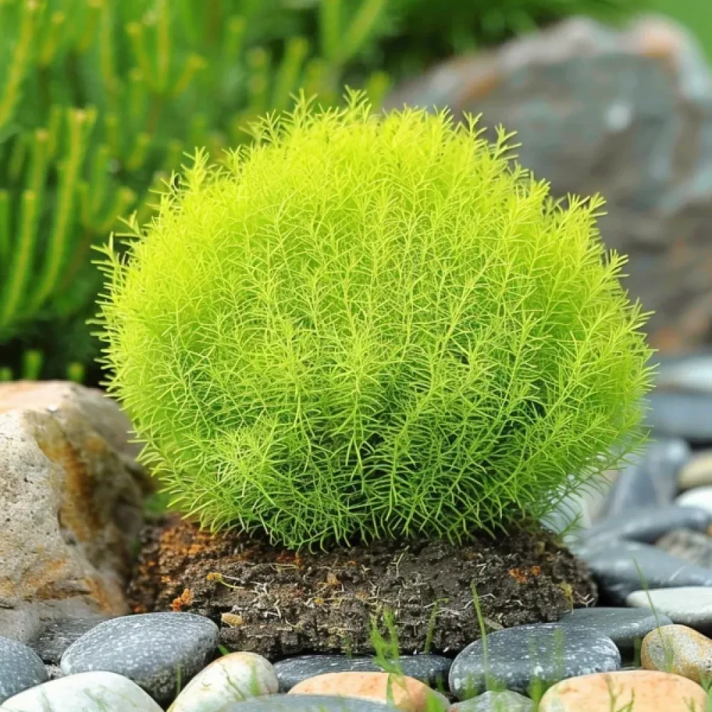 Sommarcypress 'Childsii' – förblir grön