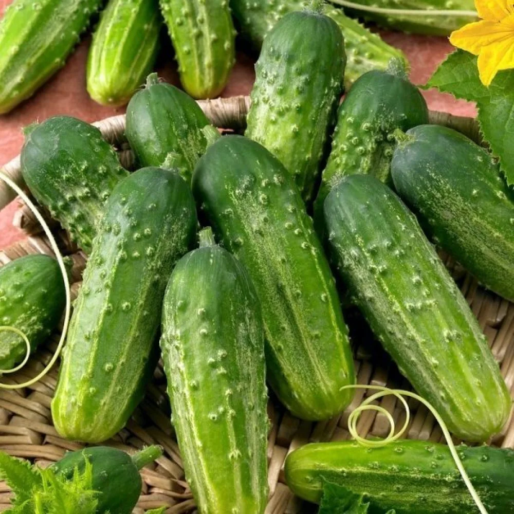 Druvgurka 'Anulka' F1
