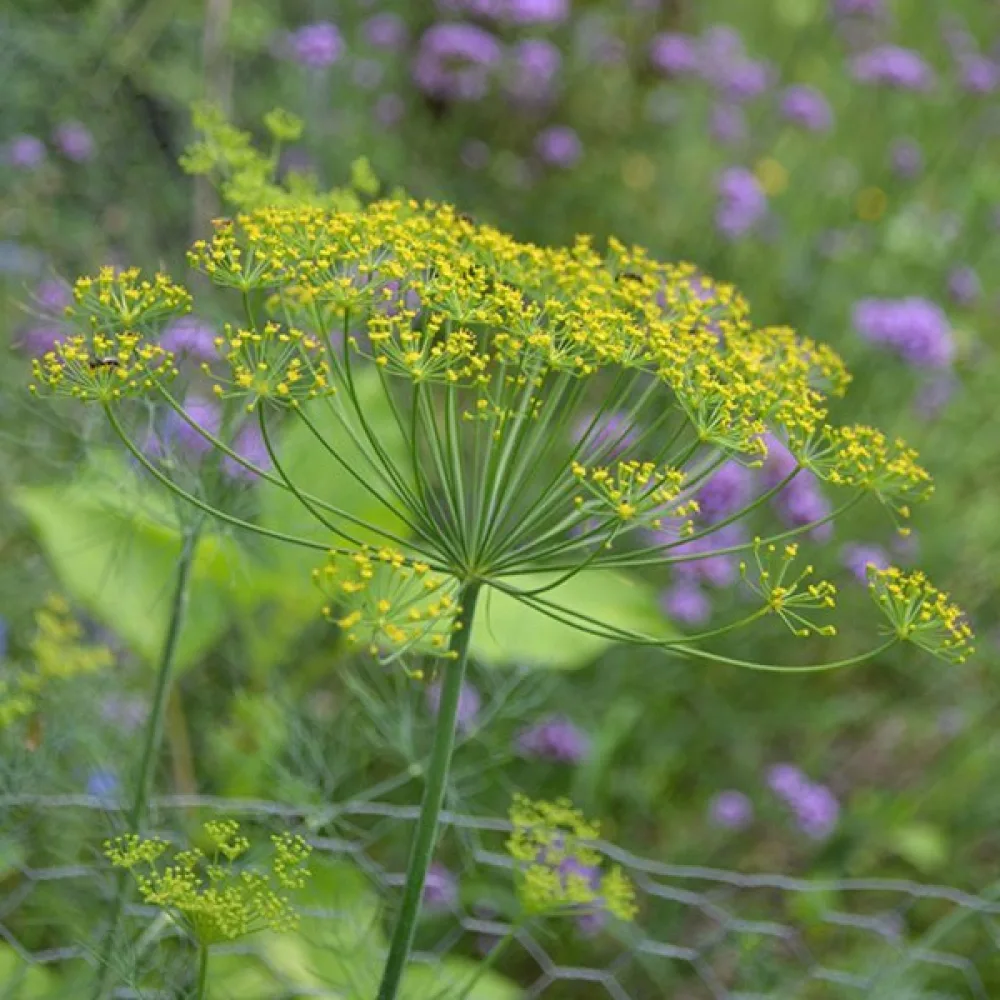 Dill 'Mammoth'