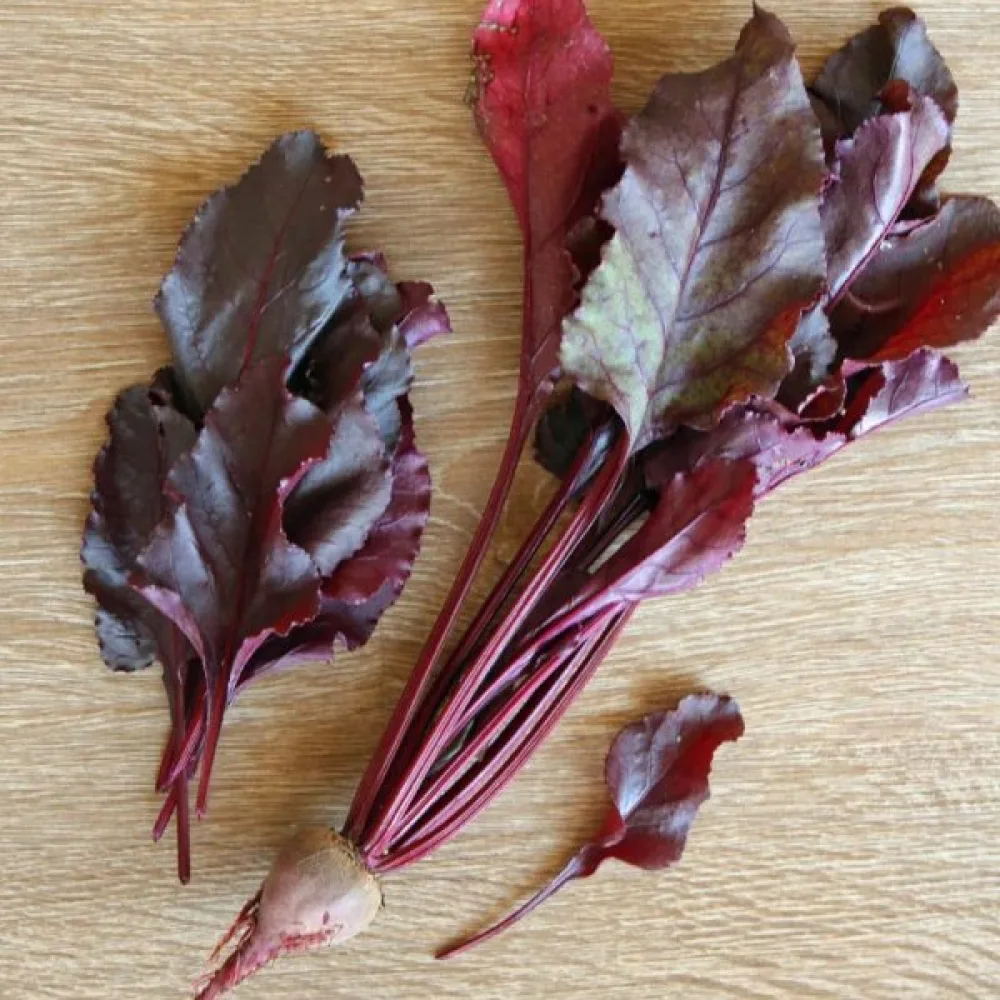 Rödbeta 'Bull's Blood'