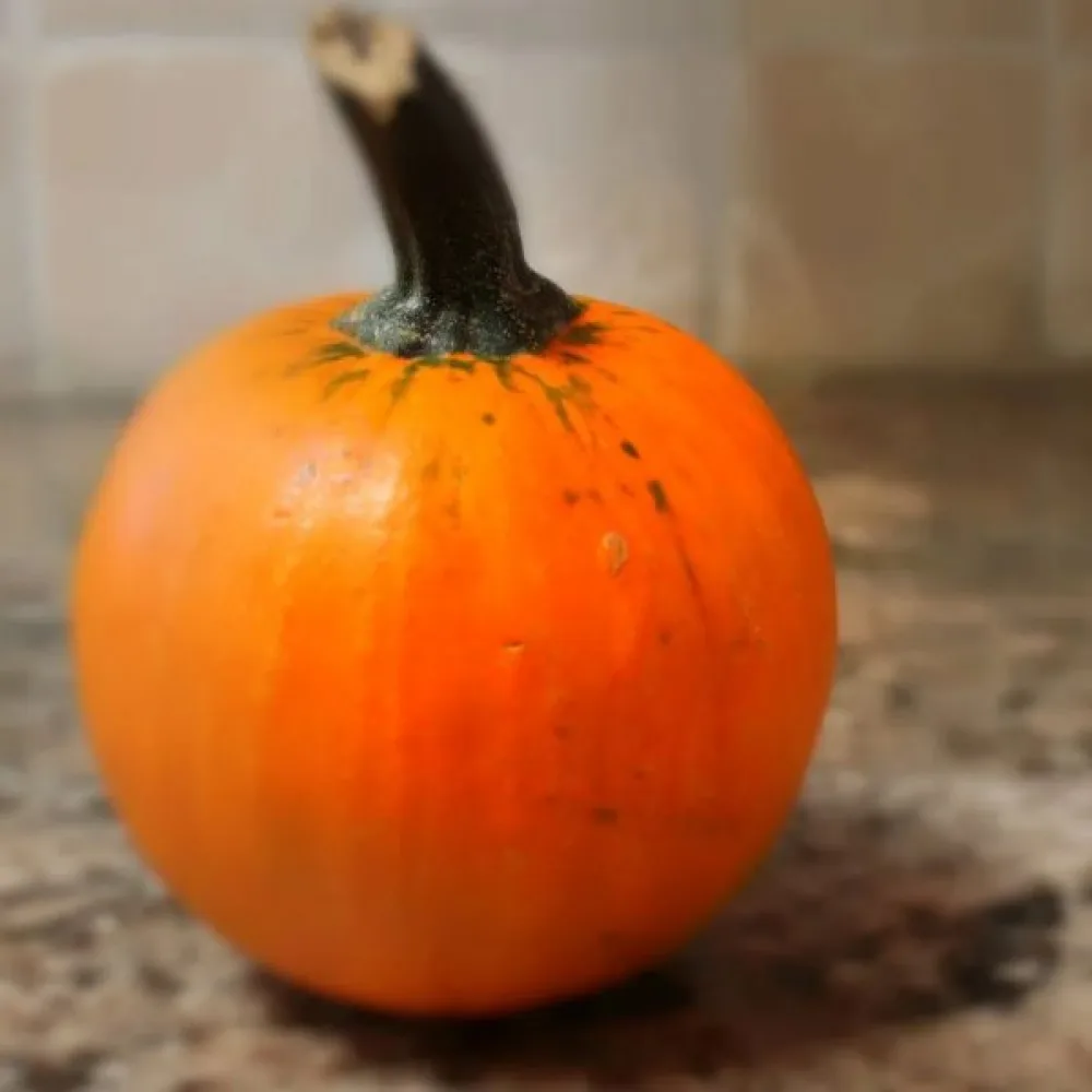 Prydnadspumpa 'Ball Orange'