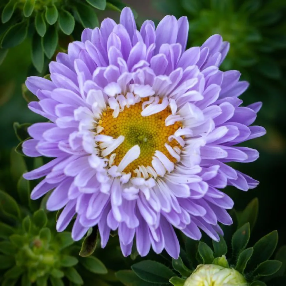 Sommaraster 'Apollonia' – blå