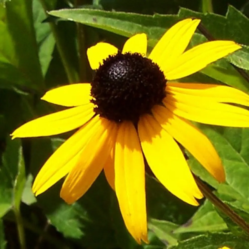 Sommarrudbeckia 'My Joy'