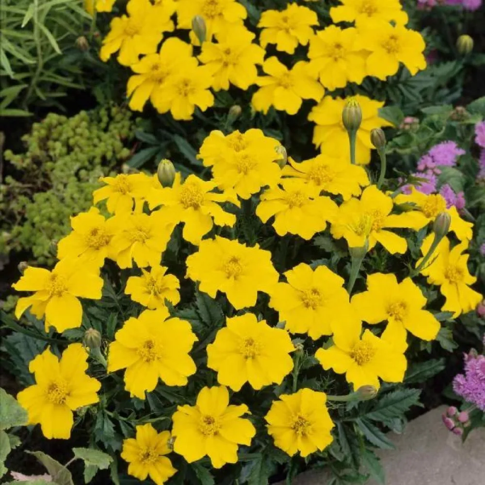 Fransk tagetes 'Sunny Yellow'