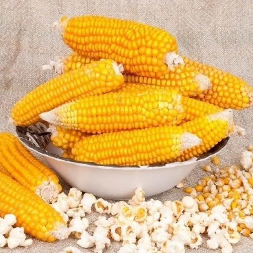 Popcornmajs 'Dobosz'