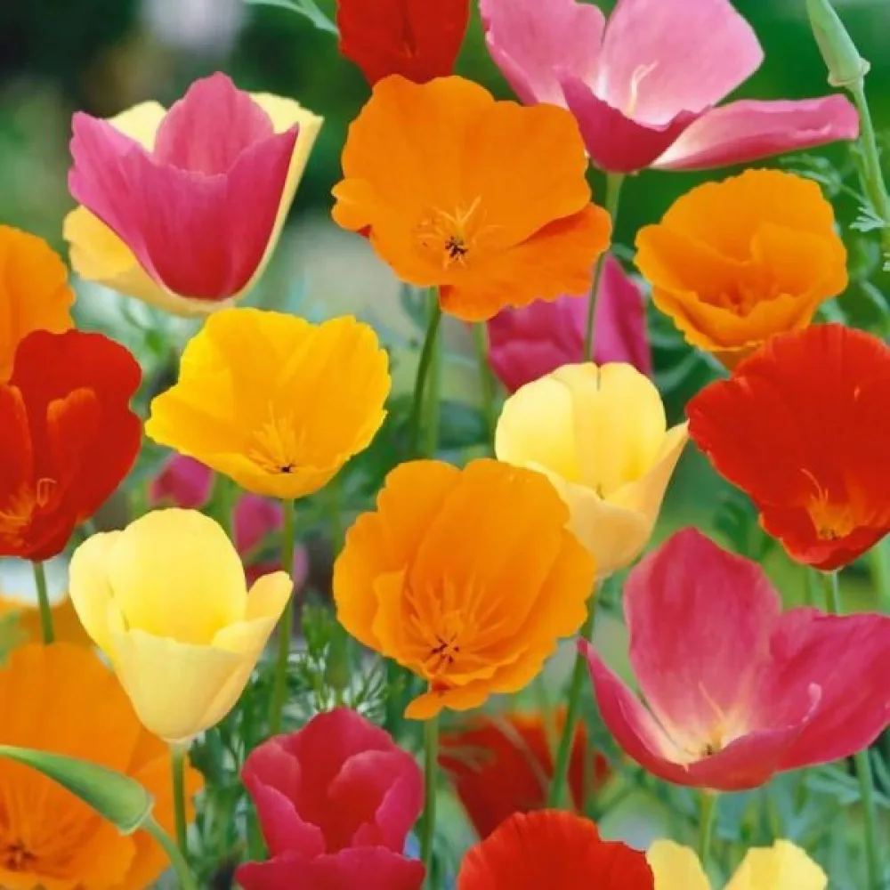 Sömntuta Eschscholzia californica, mix