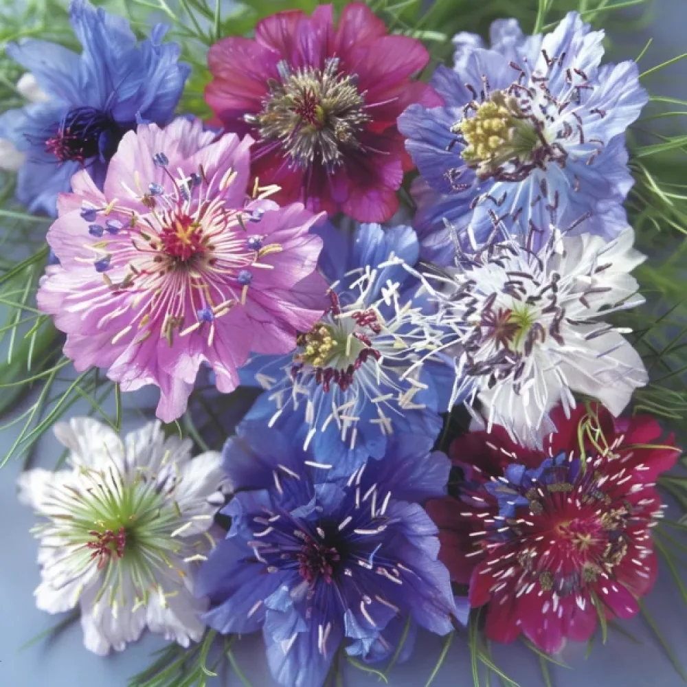 Jungfrun i det gröna 'Persian Jewels' – mix
