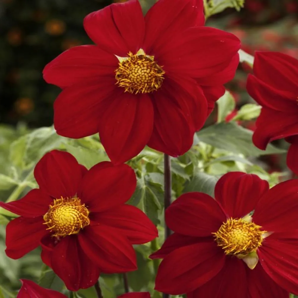 Lågväxande dahlia 'Mignon Red Shades'