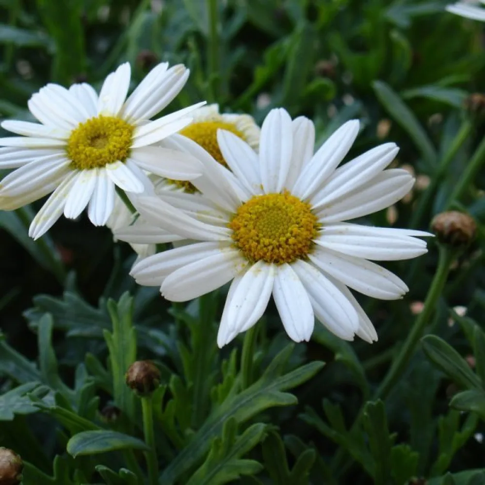 Krysantemum 'Alaska' mix