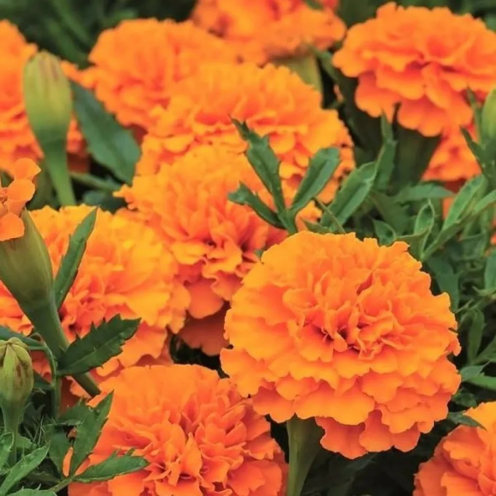 Afrikansk tagetes 'Sunshine'