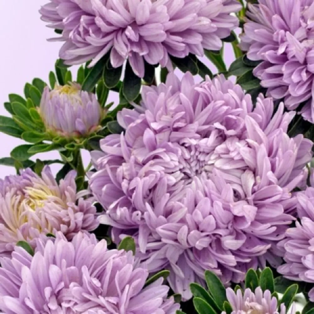 Sommaraster pionblommig – lila