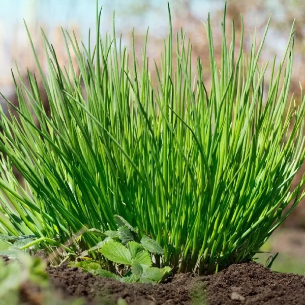 Gräslök Allium schoenoprasum 'Medium leaf'