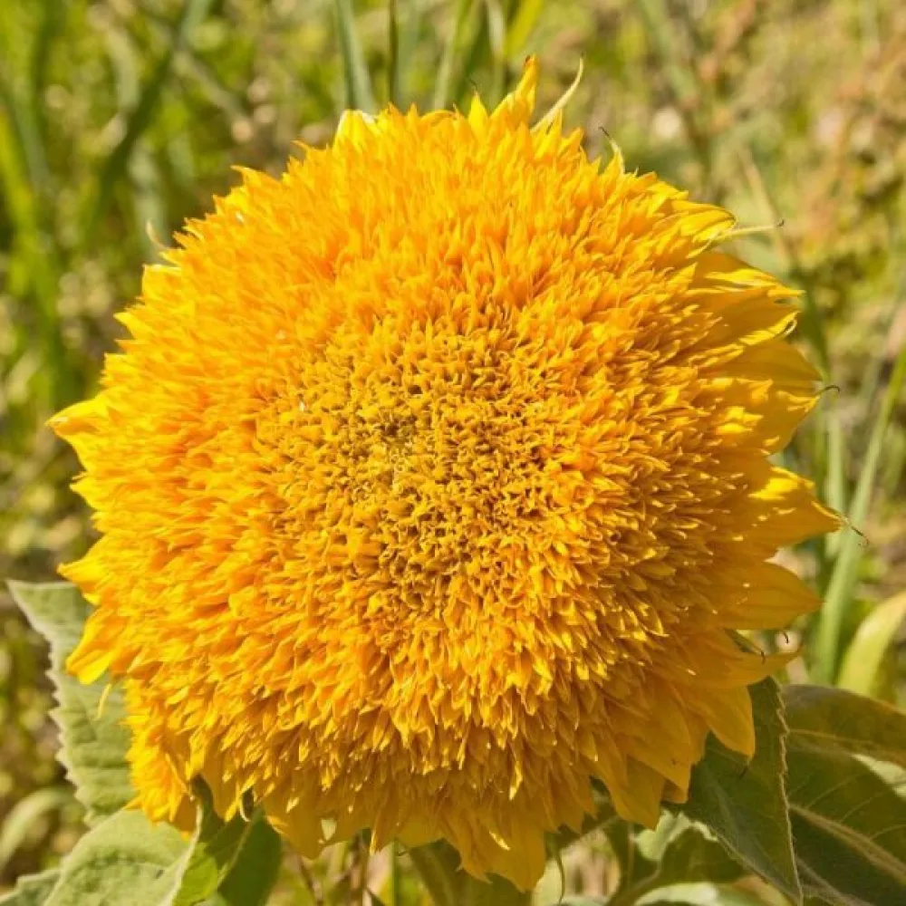 Solros 'Dwarf Sungold'