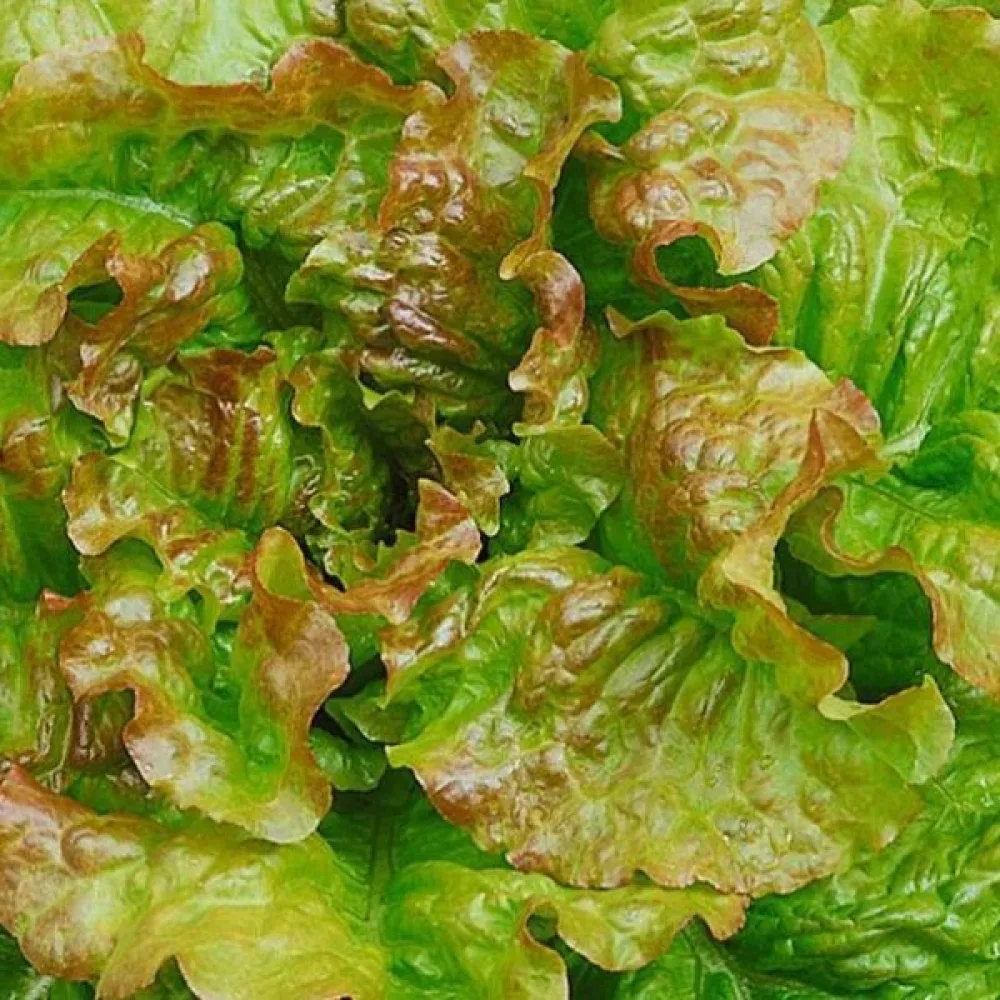 Sallad 'Amerikanischer Brauner'