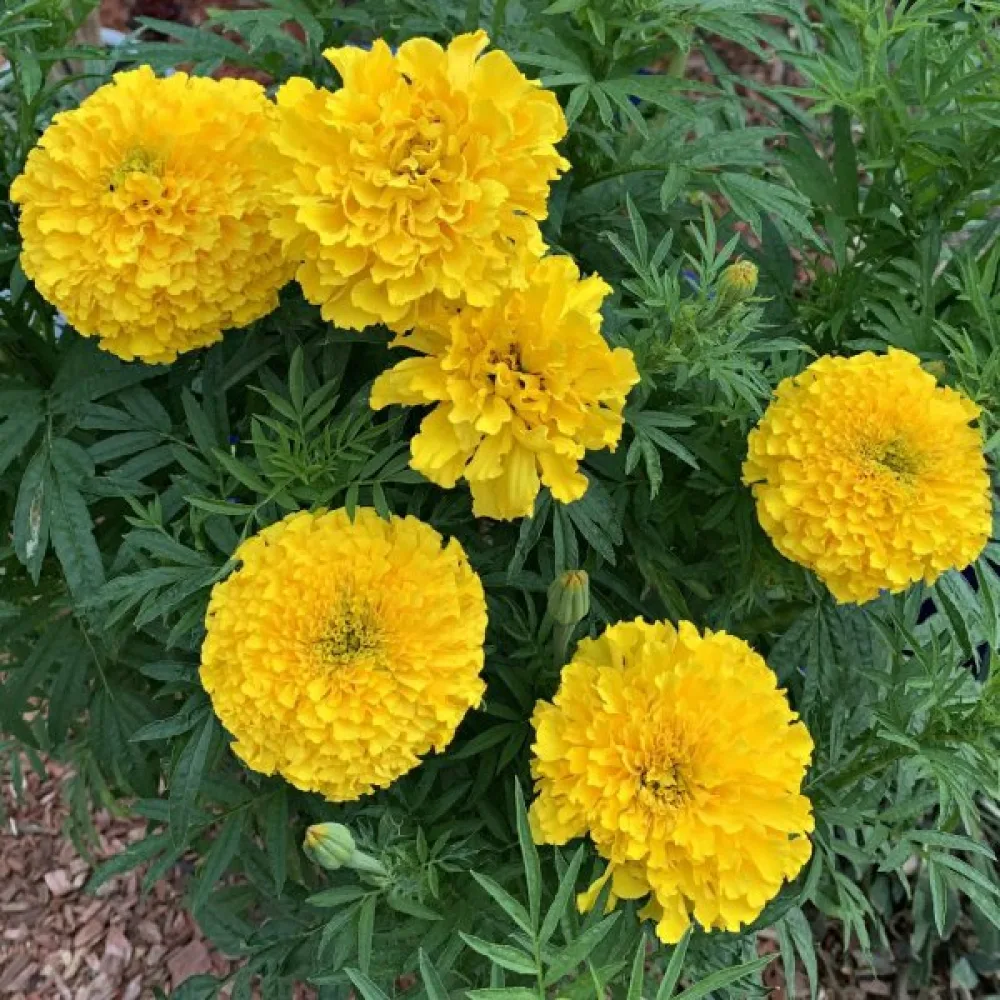 Afrikansk tagetes 'Yellow Supreme'