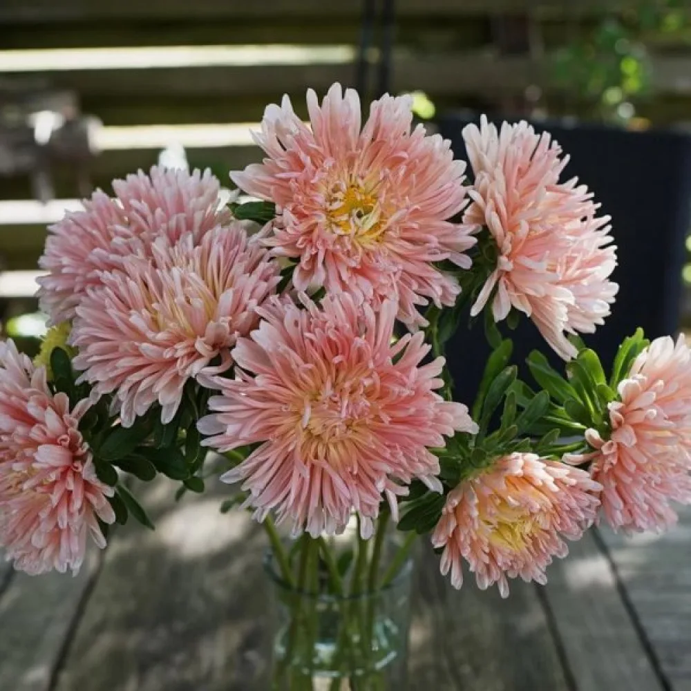 Sommaraster 'Apollonia' – laxrosa