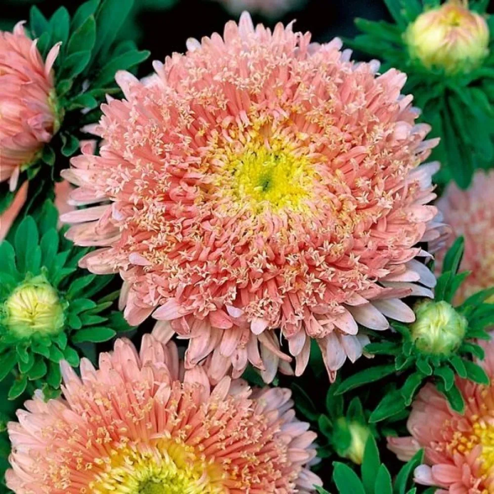 Sommaraster 'Princess' – laxrosa