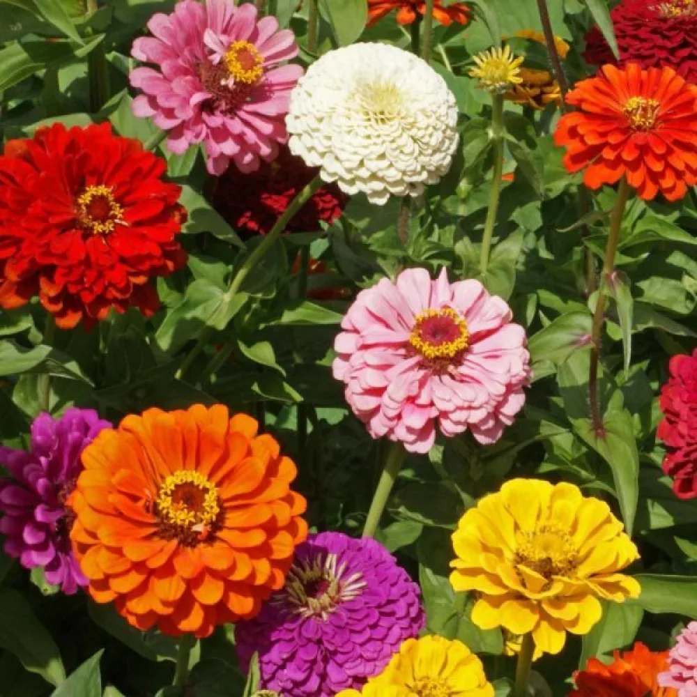 Zinnia 'State Fair' (blandning)