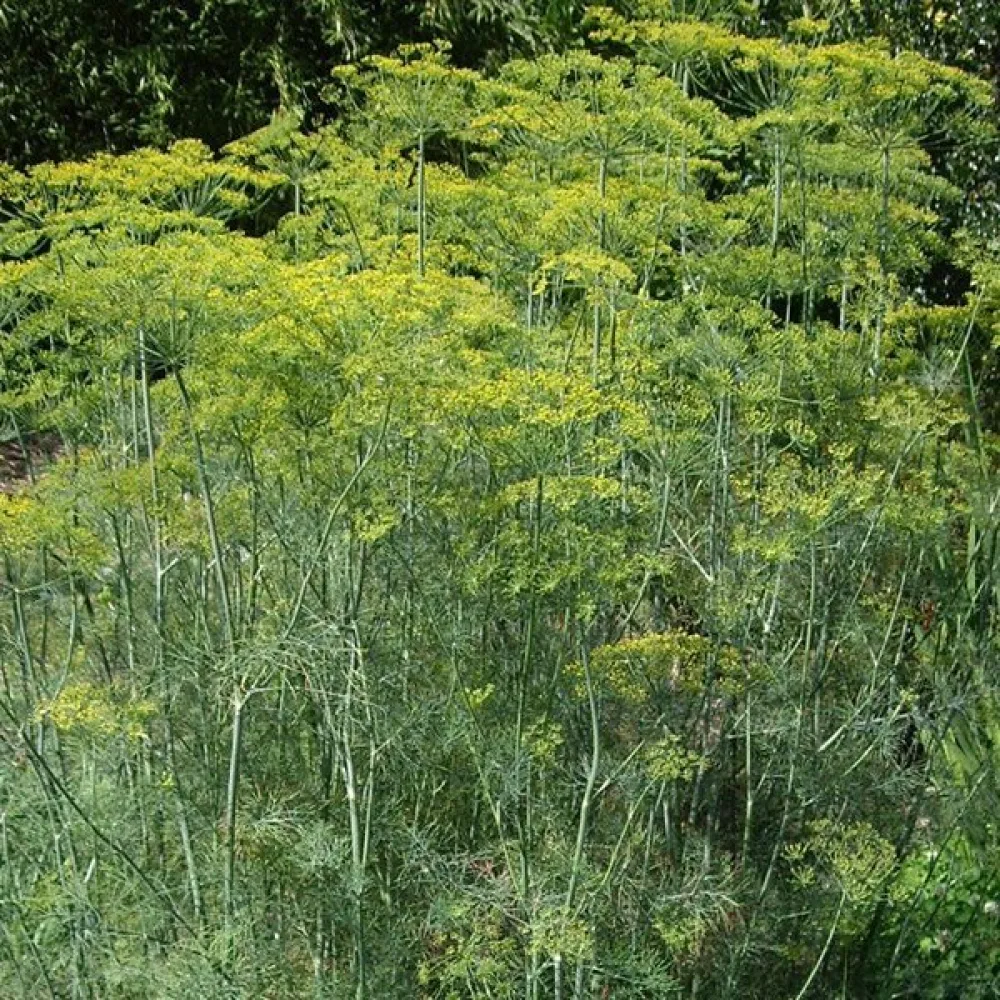 Dill 'Bouquet'