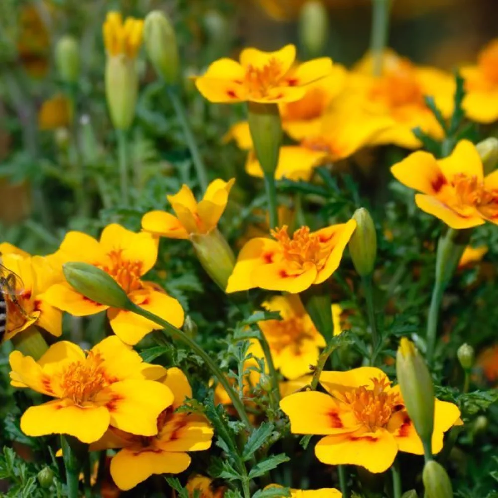 Mexikansk tagetes 'Orange Anise'