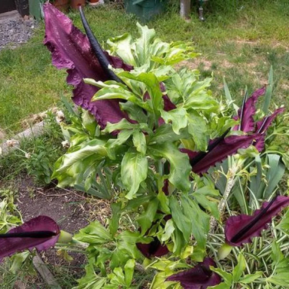 Drakarum Dracunculus vulgaris