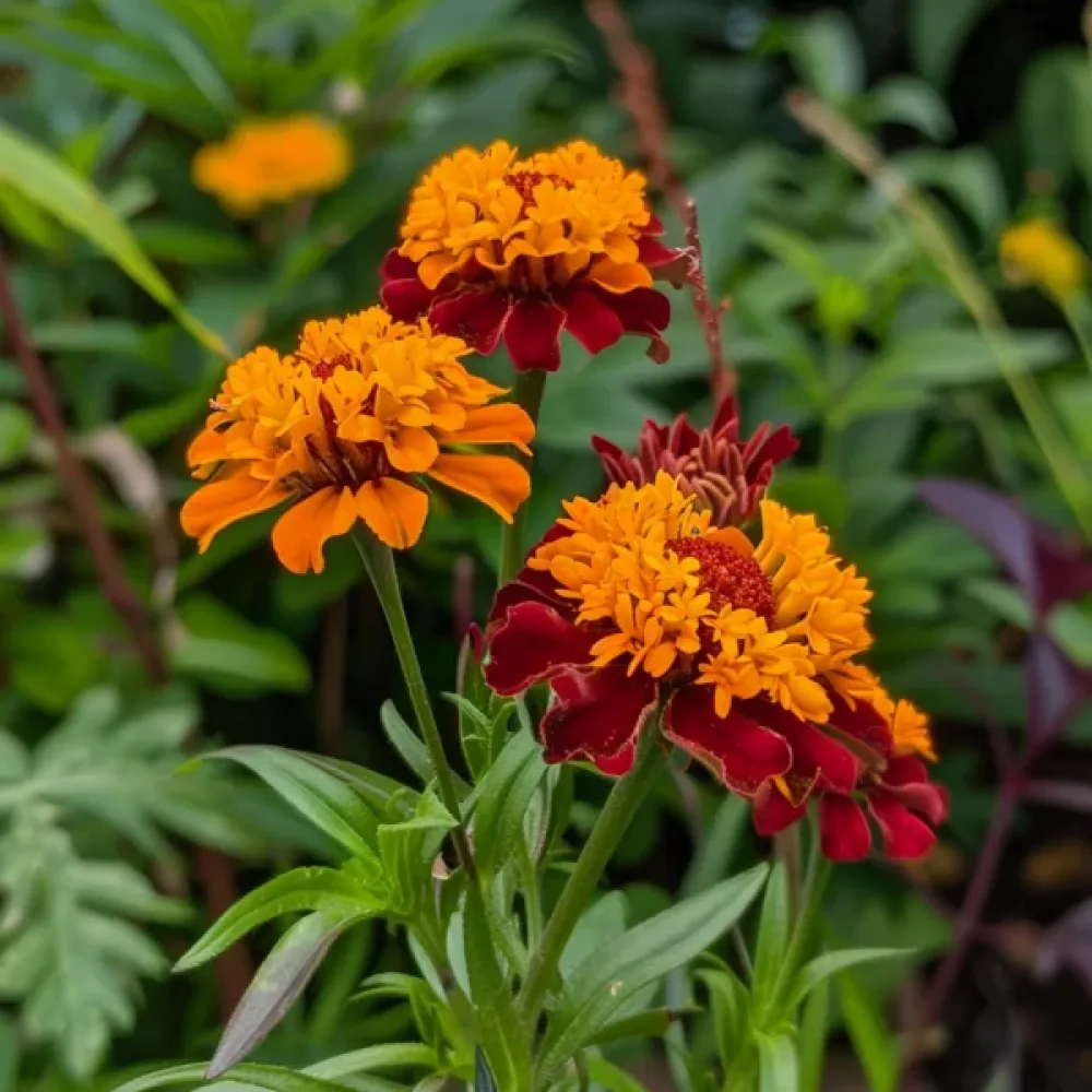 Sammetstagetes 'Aramis'