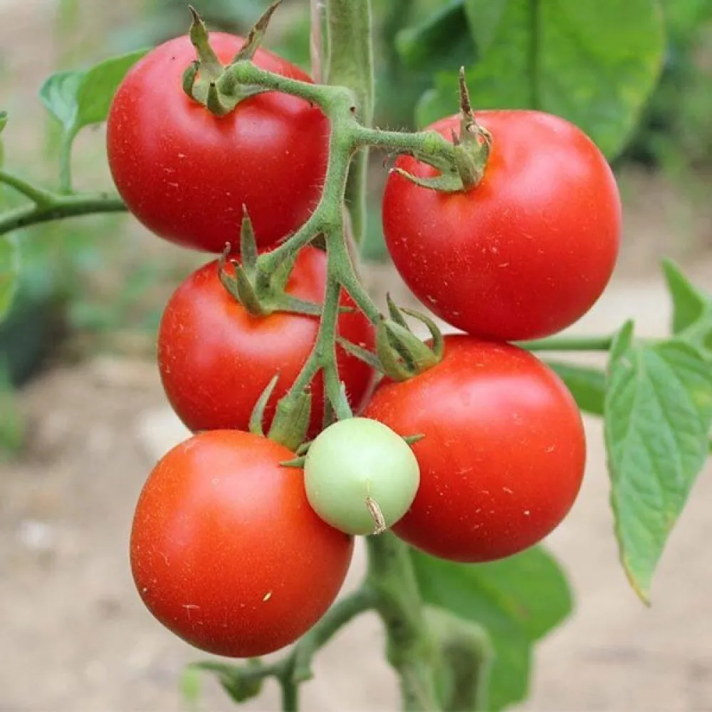 Tomat 'Tamina'